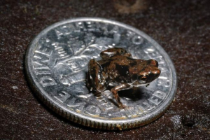 Найменші тварини нашої планети